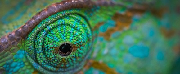 Become a Chameleon: Five Traits You Will Definitely Need in the Future Become a Chameleon: Five Traits You Will Definitely Need in the Future