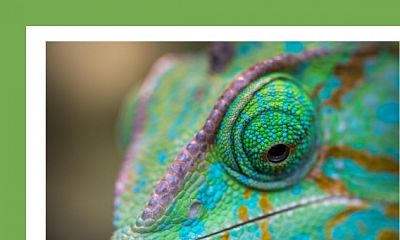 Become a Chameleon: Five Traits You Will Definitely Need in the Future